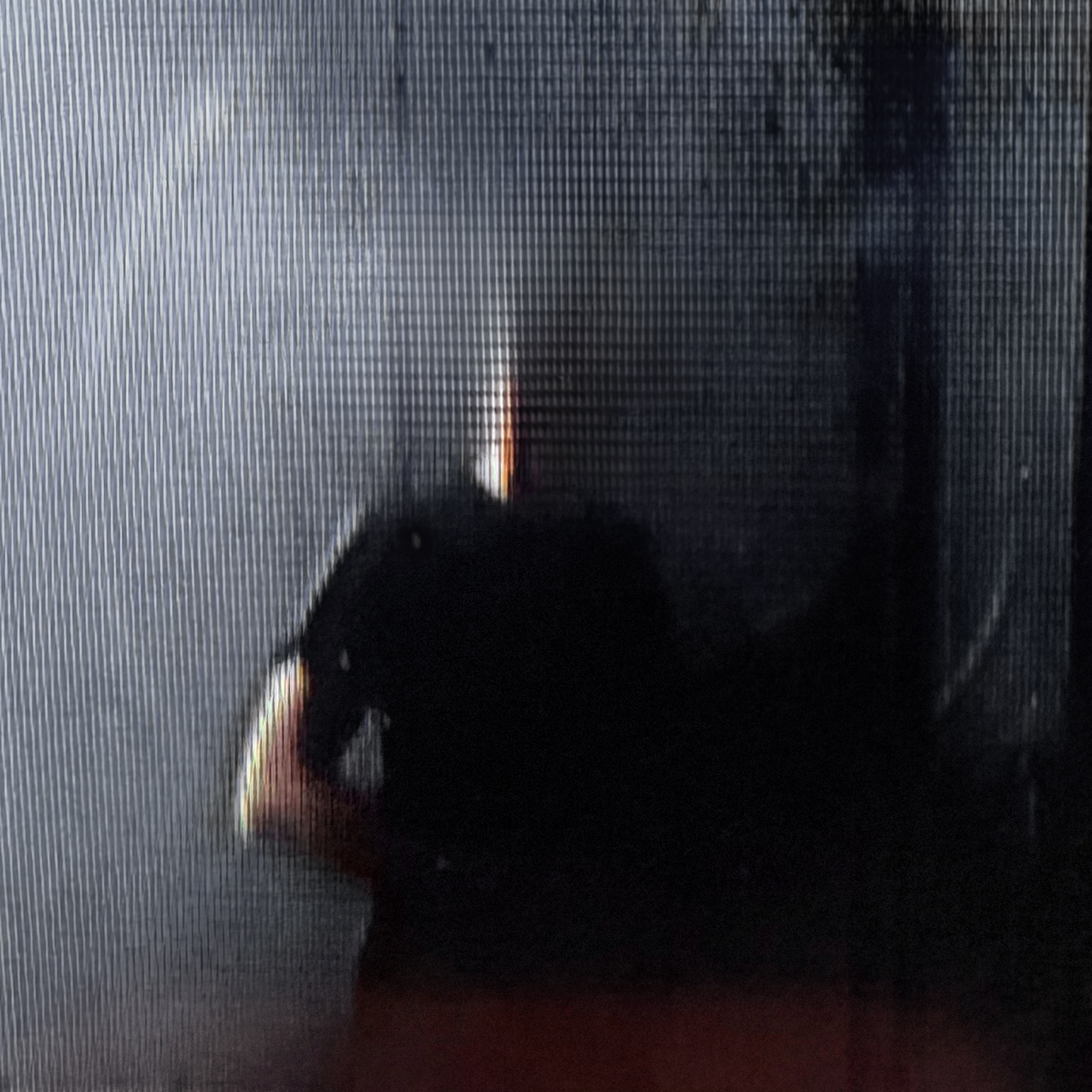 Tomás Tomás – Sweet Sleep EP